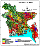 Maize